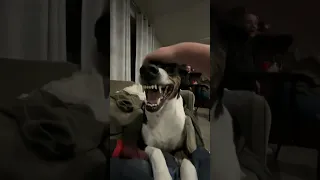 Duke growling