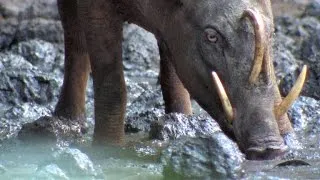 This Wild Pig Has Fangs That Can Pierce Its Own Skull