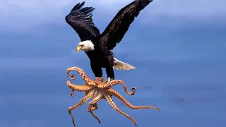 Орёл Против Осьминога! Сумасшедшие Битвы Морских Животных