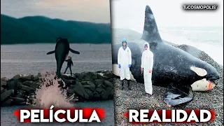 La TERRIBLE HISTORIA de KEIKO, La ORCA que ENAMORÓ AL MUNDO