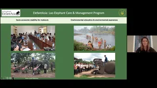 The conservation of captive Asian elephants in the Lao PDR