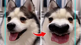 Time Warp Scan Dog Challenge - TikTok Compilation| Pet's Life