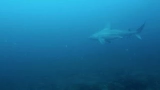 Shark sneak up on underwater cameraman
