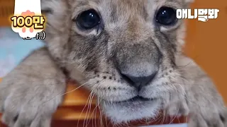 The Day Four Lion Cubs Go Outdoors For The First Time