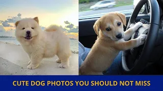 Cute dog photos | Cute puppies images | Dog photos dog pictures | Small dogs playing together | P36