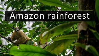 The Amazon rainforest wakes up - Jungle sounds