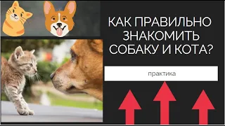 Как познакомить кота и собаку? Собака и кошка в одном доме - как  подружить их?