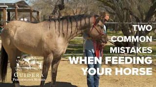 Two Common Mistakes When Feeding Your Horse | Guidera Performance Horses | Horsemanship