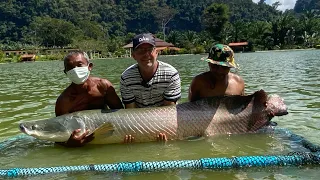 KÆMPE MONSTER FISK THAILAND | Exotic Fishing Thailand | Smukeste natur og omgivelser