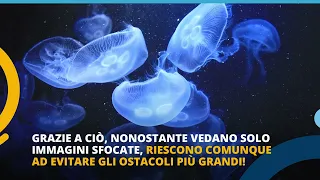 Le meduse hanno gli occhi? 👀