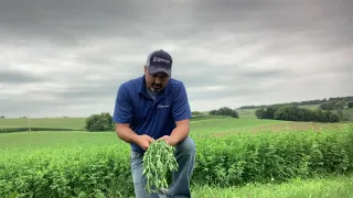 Facts From the Field – Foliar Nutrition on Alfalfa