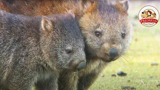 Baby Wombat Pops Out Its Head from Mother’s Pouch!【Amazing Animals／WAKUWAKU】