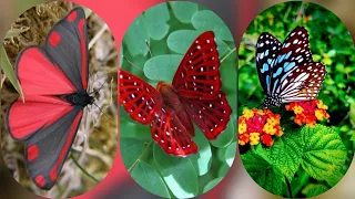 butterfly dp images | butterfly pictures photography | butterfly wallpaper Hd