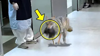 Wolf Suddenly Breaks Into Hospital , Nurse Bursts Into Tears When She Realizes Why !
