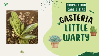 Care, tips and propagation for Gasteria little warty succulent.