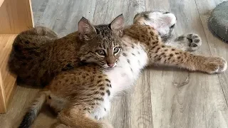 BOBCAT AND LYNX MARS - LOVE AT FIRST SIGHT