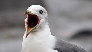 Чернохвостая чайка (Larus crassirostris) - Black-tailed Gull | Film Studio Aves