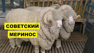 Разведение овец породы Советский меринос как бизнес идея | Овцеводство | Овцы Советский меринос