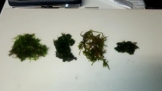 4 types of land moss in aquarium