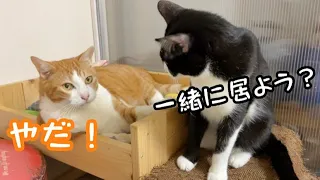 仲良くしたい妹猫が不機嫌な先住猫に近寄ったら…