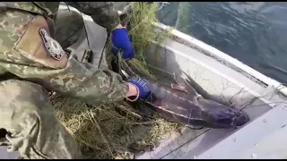 На Херсонщині працівники водної поліції попередили незаконний вилов осетрових