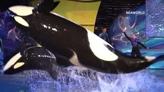 SeaWorld ending killer whale shows in San Diego