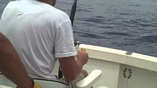 Madeira 2015 Marlin Fishing