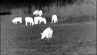 77 Hogs Down - Hog Hunting with Thermal Night Vision - Pulsar XP50