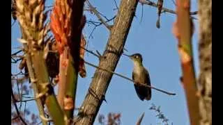 la Bitacora Viajera de Claudia -Colibríes del Cerro San Cristóbal. Stgo. Chile.