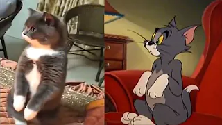 TOM🐱 and JERRY🐭 in Real Life 💥 Best Episodes