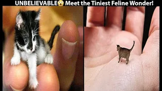 Smallest Cats In The World | Rusty Spotted Cat | Smallest Cats videos