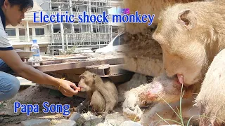 Animal Rescued 2021 / Thanks Papa Song Feeding Poor Monkey Got Electric Shock