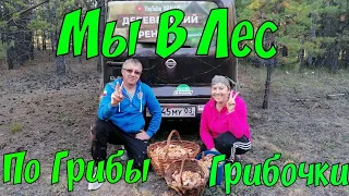 Мы в Лес по Грибочки Рыжики #деревенскийтренд