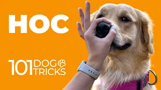 Команда Нос 🐩 Как научить собаку вставлять нос в кольцо из рук по команде 🐾 Дрессировка щенка трюк 🐶