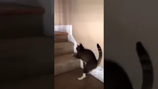 Drunk cat cant use stairs. CUTE