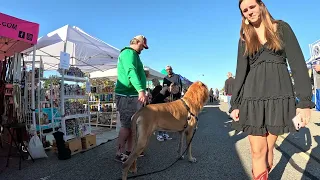 Cash 2.0 Great Dane at the Simi Valley Fall Street Fair 2023 (1 of 14)