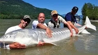 Giant White Sturgeon in Fraser River Canada - FISH MONSTER HUNTING