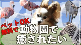 動物園へ行こう☆【犬同伴で行く動物園】パピヨンと無料で癒される隠れたスポットへ‼️神奈川県にある夢見ヶ崎動物園へ行ってきた🐵🐧🦓