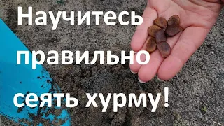 Главные ошибки при посеве хурмы.