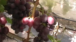 Сорт винограда "Ливи ультра" - сезон 2019 # Grape sort "Livi ultra"
