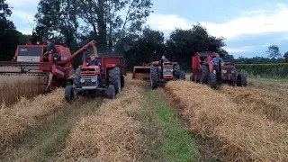 Cutting oats today with massey 307 combine