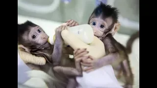 China clones world's first macaques