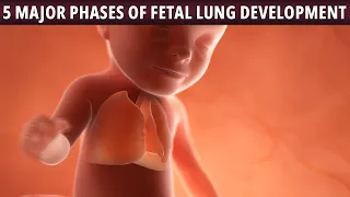 5 MAJOR PHASES OF FETAL LUNG DEVELOPMENT!!!