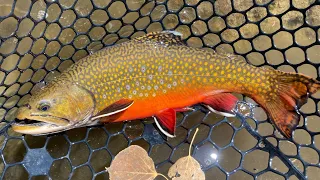 Fishing an Alpine Lake for Brook and Tiger Trout!!