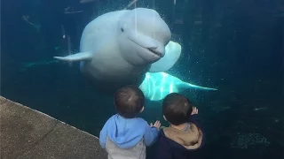 Beluga Whale Interaction With Toddler Twin Boys