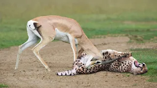 Grant’s Gazzele Take Down Cheetah With Horns, Lion Hunt Imapala Fail. WORLD’S FASTEST ANIMALS FAIL!