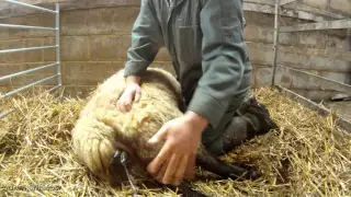 Lambing a Ewe - GoPro Hero
