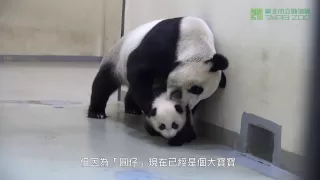 圓圓的育兒之道 Giant Panda Yuan Yuan's Parenting (English Subtitle Available)