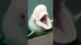 Do beluga whales use their teeth to chew?