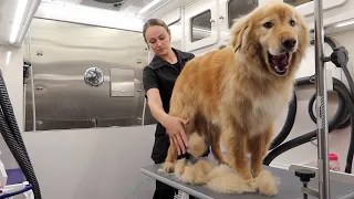 MASSIVE Undercoat Removal On Lion Dog!